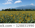 Sunflower fields and the Southern Alps in Akeno, Hokuto City 128831990