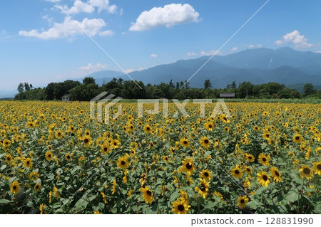 Sunflower fields and the Southern Alps in Akeno, Hokuto City Sunflower fields and the Southern Alps in Akeno, Hokuto City 128831990