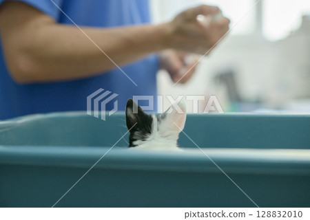 Veterinarian Prepares Injection for Pet Rabbit at Clinic 128832010