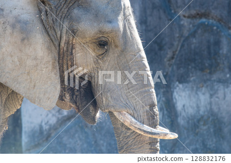 The gentle gaze of an elephant The gentle gaze of an elephant 128832176