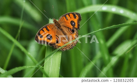 Tatehamodoki 128832205