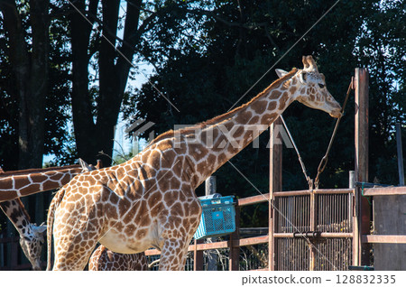 A giraffe relaxing A giraffe relaxing 128832335