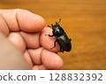 Female stag beetle on hand 128832392