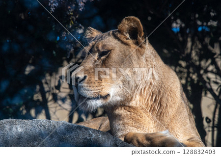 母獅風格 128832403