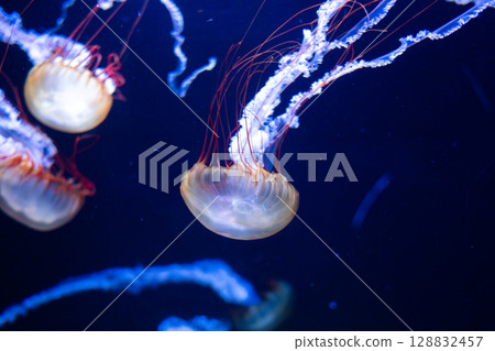 Mysterious Blue - Fantastic Jellyfish Mysterious Blue - Fantastic Jellyfish 128832457