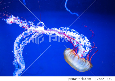 Mysterious Blue - Fantastic Jellyfish Mysterious Blue - Fantastic Jellyfish 128832459
