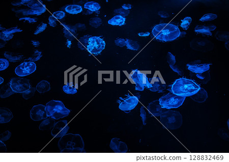 Mysterious Blue - Fantastic Jellyfish 128832469