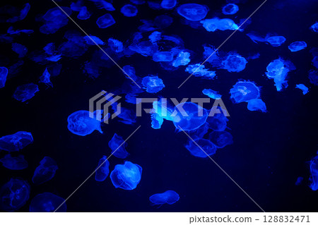 Mysterious Blue - Fantastic Jellyfish 128832471