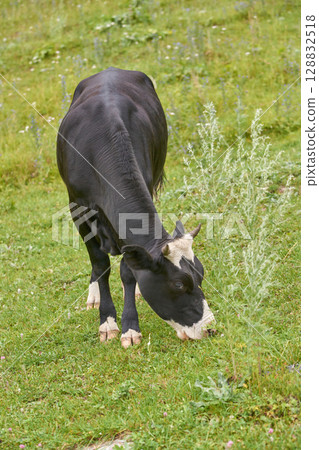 Black and white cow grazing on green pasture in summer countryside landscape 128832518
