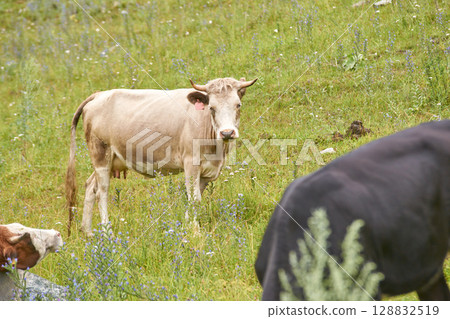 Cows grazing in green meadow with wildflowers on sunny day Cows grazing in green meadow with wildflowers on sunny day 128832519