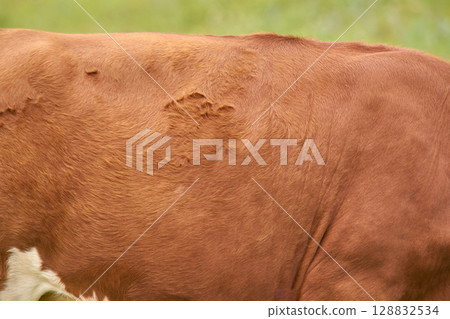 Close up of brown cow hide with textured fur and natural color variation 128832534