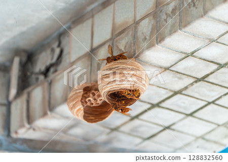 A Japanese yellow hornet's nest built in a park facility 128832560