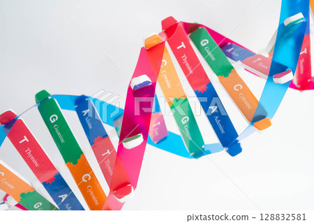 DNA molecule spiral structure model isolated on white background, chromosome and gene chemical science biology. 128832581