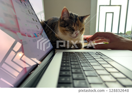 Sleepy cat sit in typical feline pose near laptop. Pet owner work at desk, pet favorite napping spot 128832648