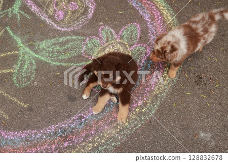 Two puppies are sitting on a sidewalk with a colorful flower design Two puppies are sitting on a sidewalk with a colorful flower design 128832678