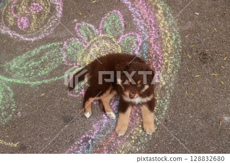 Brown and white dog is laying on a sidewalk with a colorful design 128832680