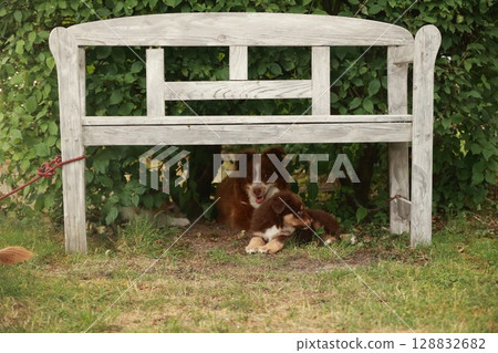 Bench with a dog laying on it and a dog laying on the ground next to it 128832682
