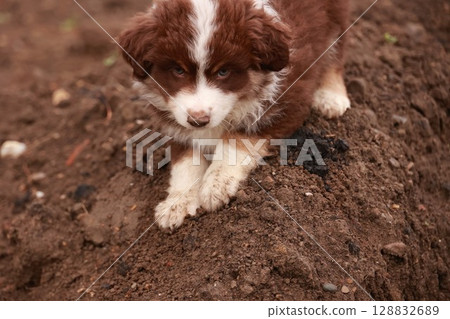 Brown and white dog is laying on a pile of dirt 128832689