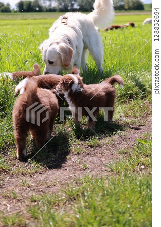 Dog is standing in a field with a group of puppies 128832694