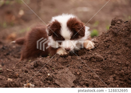 Brown and white dog is laying in the dirt 128832695