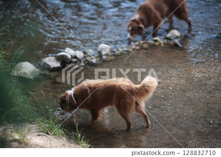 Two dogs are walking in a river, one of them is drinking water 128832710