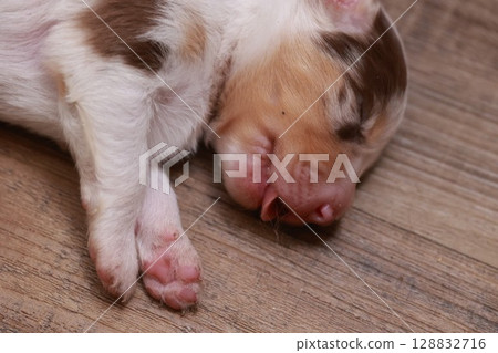 Puppy is sleeping on a wooden floor Puppy is sleeping on a wooden floor 128832716