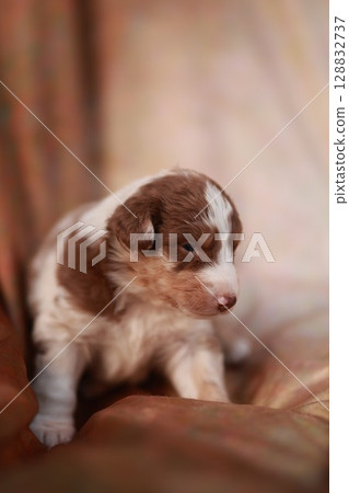 Brown and white puppy is sitting on a couch Brown and white puppy is sitting on a couch 128832737