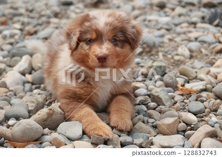 Small brown and white dog is laying on a pile of rocks Small brown and white dog is laying on a pile of rocks 128832743