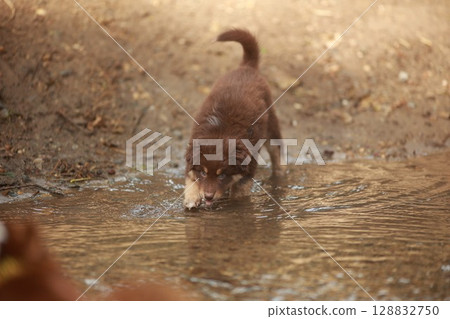 Brown puppy is drinking water from a stream Brown puppy is drinking water from a stream 128832750