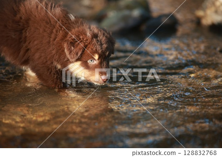 Brown dog is drinking water from a stream 128832768