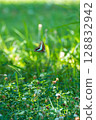 A blue swallowtail butterfly flying over the park lawn 128832942