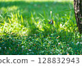 A blue swallowtail butterfly flying over the park lawn 128832943
