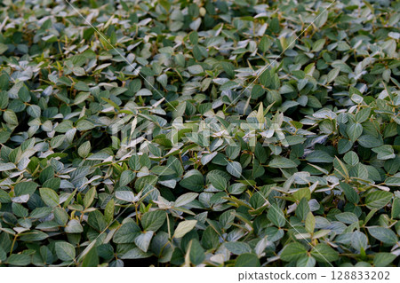 Close-up of soybean leaves in a field, top view. 128833202