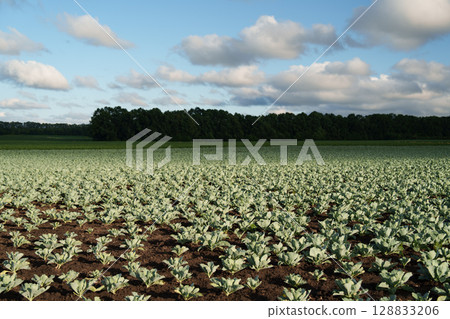 Field of young cabbage at dawn. Farming, ecology, organic products, agribusiness. Field of young cabbage at dawn. Farming, ecology, organic products, agribusiness. 128833206