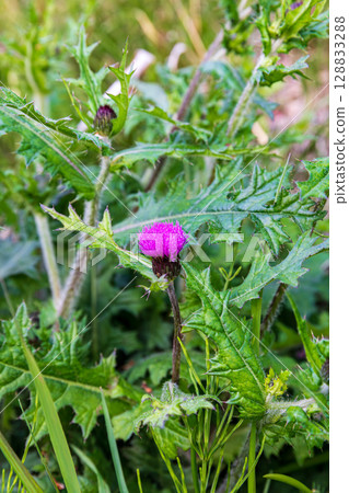靜岡縣掛川市畑多摩天龍濱名湖鐵道及沿線風景 128833288