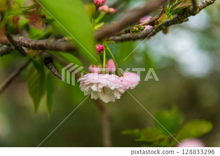 靜岡縣掛川市畑多摩天龍濱名湖鐵道及沿線風景 128833296