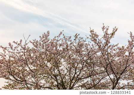 Hatakama, Kakegawa City, Shizuoka Prefecture Tenryu Hamanako Railway and scenery along the line 128833341