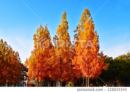 鶴見綠地公園的秋天：秋天的水杉紅葉 大阪的旅遊景點：紅葉林蔭下的水杉 128833343