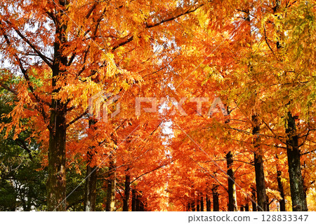 鶴見綠地公園的秋天:秋天的水杉紅葉 大阪的旅遊景點:紅葉林蔭下的水杉 鶴見綠地公園的秋天:秋天的水杉紅葉 大阪的旅遊景點:紅葉林蔭下的水杉 128833347