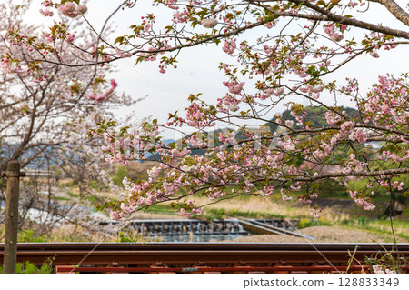 Hatakama, Kakegawa City, Shizuoka Prefecture Tenryu Hamanako Railway and scenery along the line 128833349