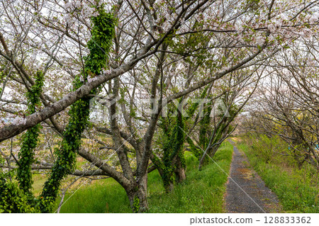 靜岡縣掛川市畑多摩天龍濱名湖鐵道及沿線風景 128833362