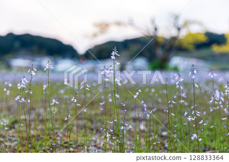靜岡縣掛川市畑多摩天龍濱名湖鐵道及沿線風景 128833364