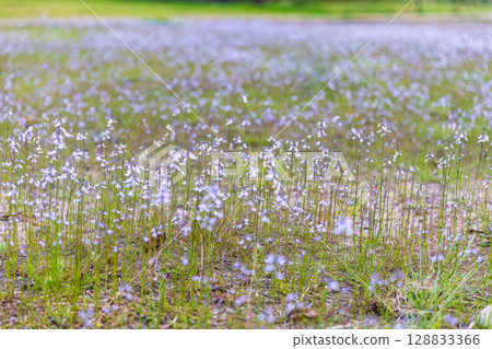 靜岡縣掛川市畑多摩天龍濱名湖鐵道及沿線風景 128833366