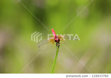 Male of Hachyutombo Male of Hachyutombo 128833760