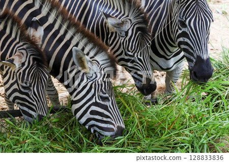 The family burchell zebra is eatting in farm The family burchell zebra is eatting in farm 128833836