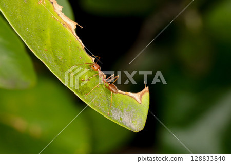 Close up red ant on fresh leaf in nature at thailand 128833840