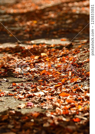 桂樹的秋葉(新潟縣) 桂樹的秋葉(新潟縣) 128833881