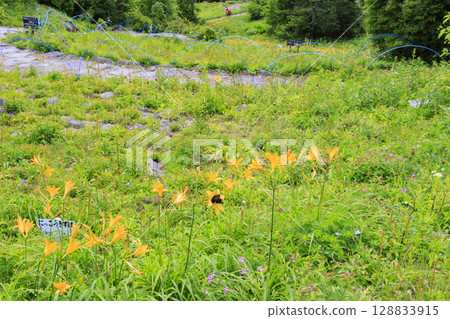 Day lilies in full bloom at Higashidateyama Alpine Garden Day lilies in full bloom at Higashidateyama Alpine Garden 128833915