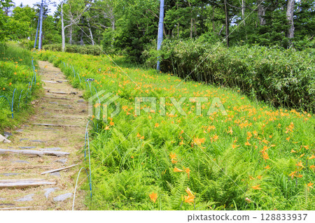 東館山高山花園盛開的萱草 128833937