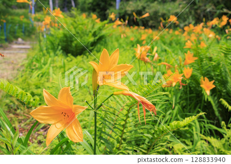 Day lilies in full bloom at Higashidateyama Alpine Garden 128833940